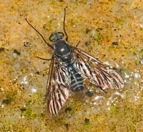 Ibisia sp.